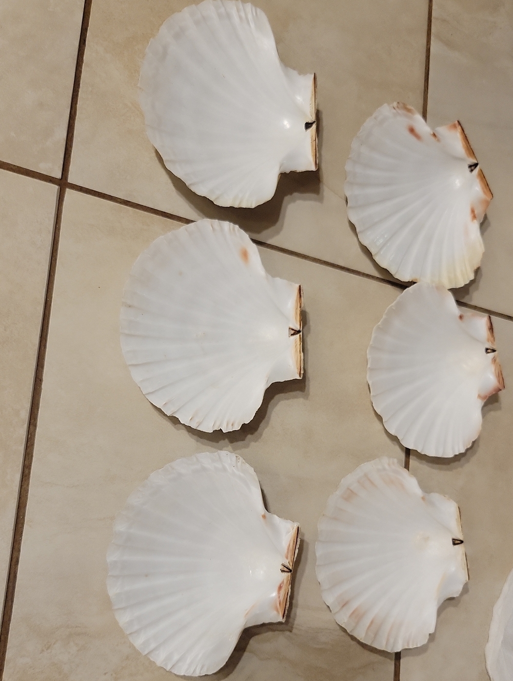Set Of 6 Natural Large Scallop Shells Baking Serving Appetizer Dishes